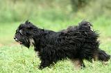 TERRIER DU TIBET 262
